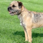 Border Terrier hd