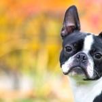 Boston Terrier wallpapers