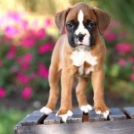 Boxer breed photo