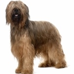 Briard hd