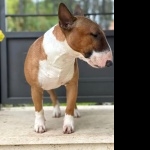 Bull Terrier (Miniature) breed