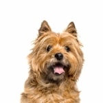 Cairn Terrier cute