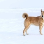 Canaan Dog 2025