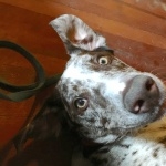 Catahoula Cur breed