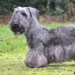 Cesky Terrier pic