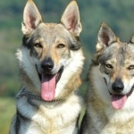 Czechoslovak Wolfdog free