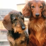 Dachshund high definition photo