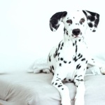 Dalmatian breed wallpapers hd