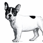 French Bulldog background