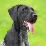 German Longhaired Pointer pics