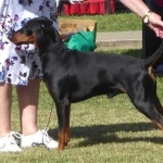 German Pinscher images