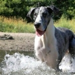 Great Dane free wallpapers