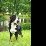 Greater Swiss Mountain Dog images