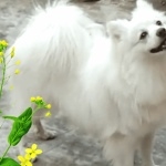 Indian Spitz images