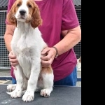 Irish Red and White Setter funny