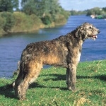 Irish Wolfhound free download