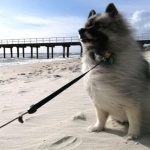 Keeshond wallpapers for desktop