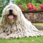 Komondor widescreen