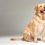 Labrador Retriever new photos