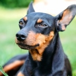 Miniature Pinscher hd pics