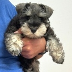 Miniature Schnauzer new wallpaper