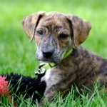 Mountain Cur pic