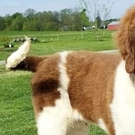 Newfoundland breed desktop