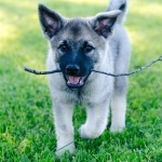 Norwegian Elkhound free