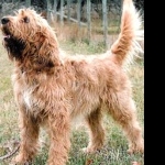 Otterhound wallpapers hd