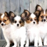 Papillon breed cute