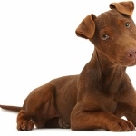 Patterdale Terrier wallpapers