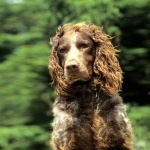 Pont-Audemer Spaniel cute