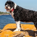 Portuguese Water Dog pics