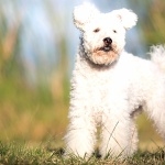 Pumi breed 1080p