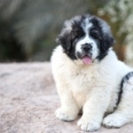 Pyrenean Mastiff free