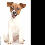 Russell Terrier pic