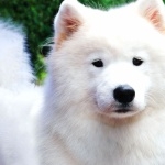 Samoyed breed new wallpaper