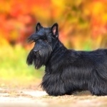 Scottish Terrier new wallpapers