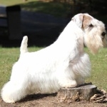 Sealyham Terrier new wallpapers