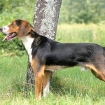 Serbian Tricolour Hound photos