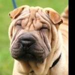 Shar Pei wallpapers hd