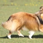 Shetland Sheepdog high definition photo