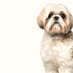 Shih Tzu desktop wallpaper