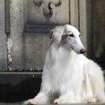 Silken Windhound photo