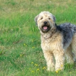 Soft-Coated Wheaten Terrier 1080p