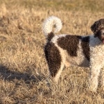 Spanish Water Dog hd