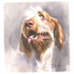 Spinone Italiano free wallpapers