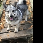 Swedish Vallhund photo