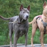 Thai Ridgeback desktop