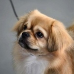 Tibetan Spaniel 1080p